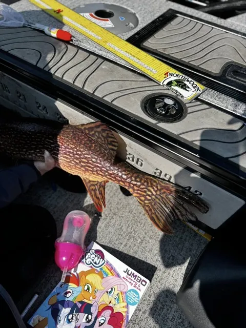 Giant Pike Camp Lake St. Jospeh