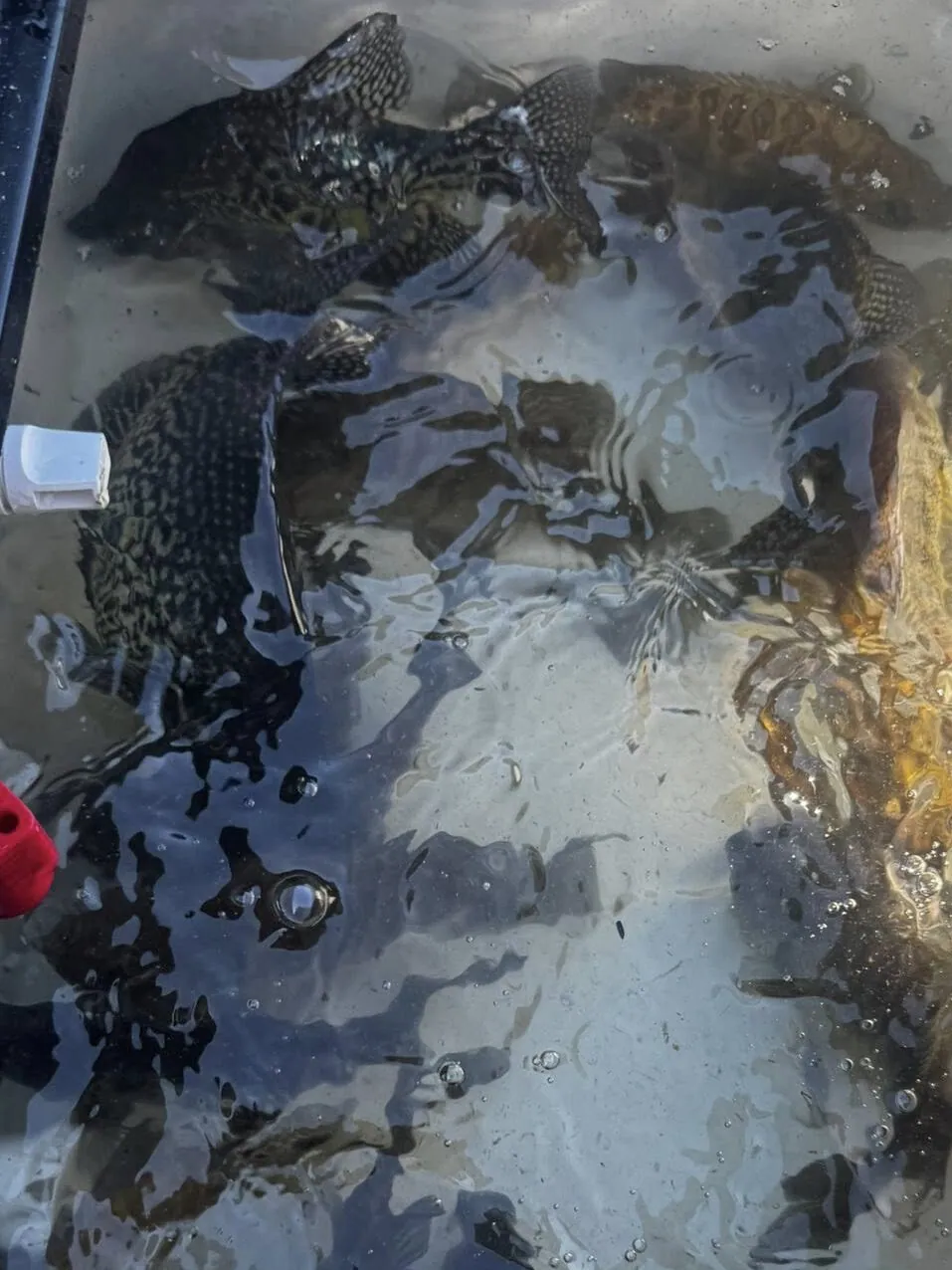 Gear Matters in Crappie Fishing – Crappie Fishing Tips: Light Gear for Heavy Limits