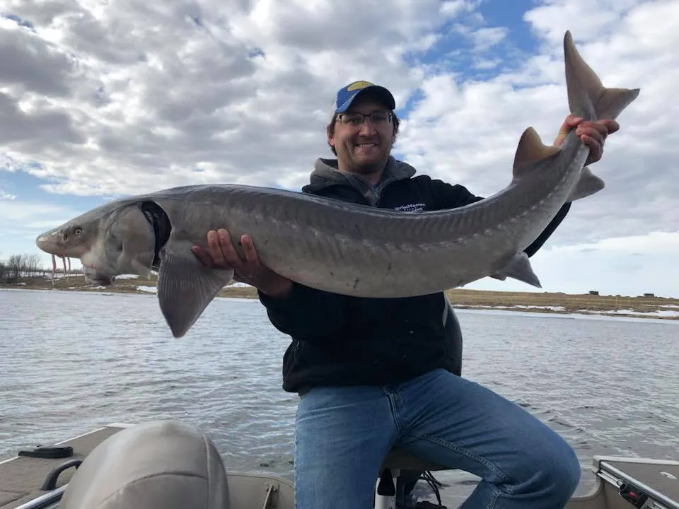 RAINY RIVER STURGEON: THEIR INCREDIBLE SIZE – Sturgeon Fishing Rainy River: The Ultimate Guide